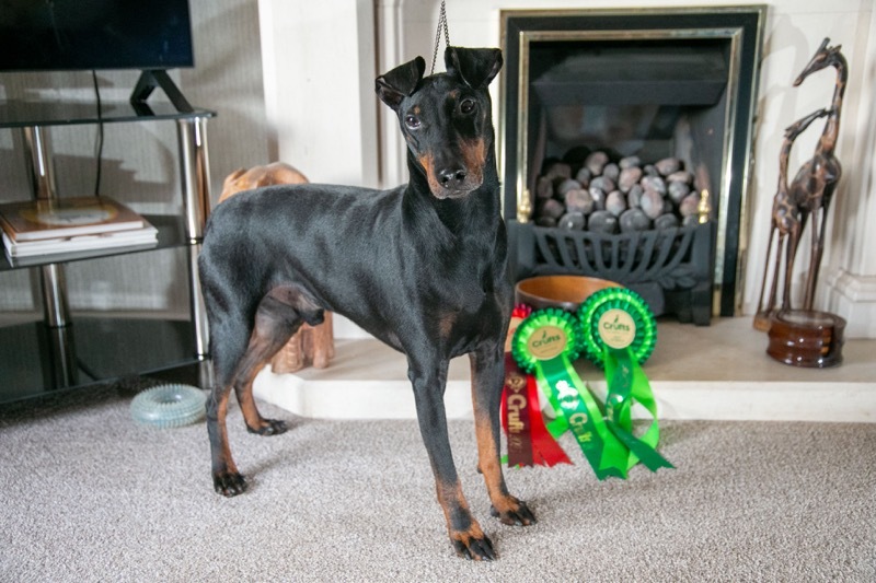 Other image for Top dog! Terrier Teo crowned best of breed